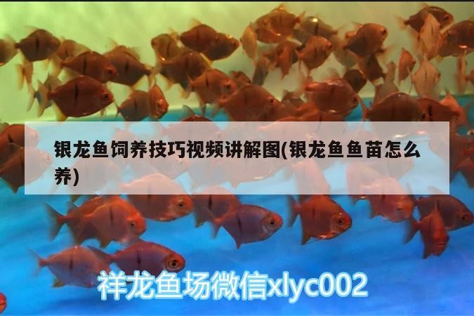 龍魚干蝦有營養嗎 銀龍魚飼養技巧視頻講解圖(銀龍魚魚苗怎么養) 銀龍魚百科 銀龍魚飼養技巧視頻講解圖(銀龍魚魚苗怎么養) 銀龍魚飼養技巧視頻講解圖(銀龍魚魚苗怎么養) 銀龍魚百科