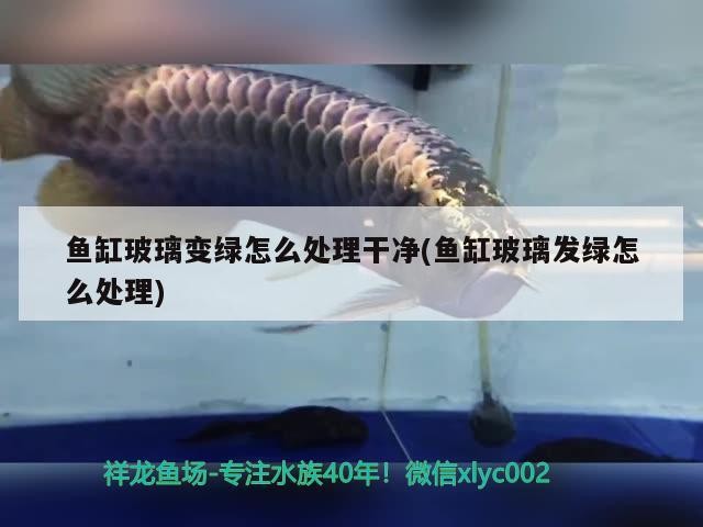 魚缸玻璃變綠怎么處理干凈(魚缸玻璃發綠怎么處理)