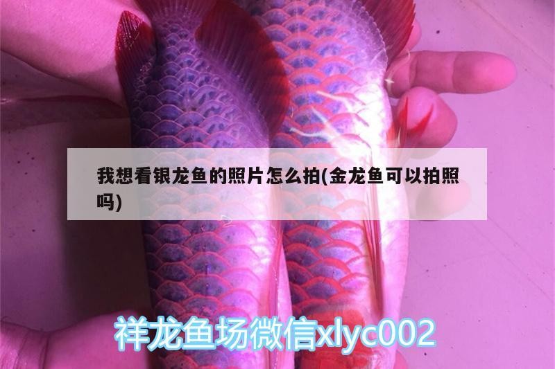 我想看銀龍魚的照片怎么拍(金龍魚可以拍照嗎) 我想看銀龍魚的照片怎么拍(金龍魚可以拍照嗎) 銀龍魚百科