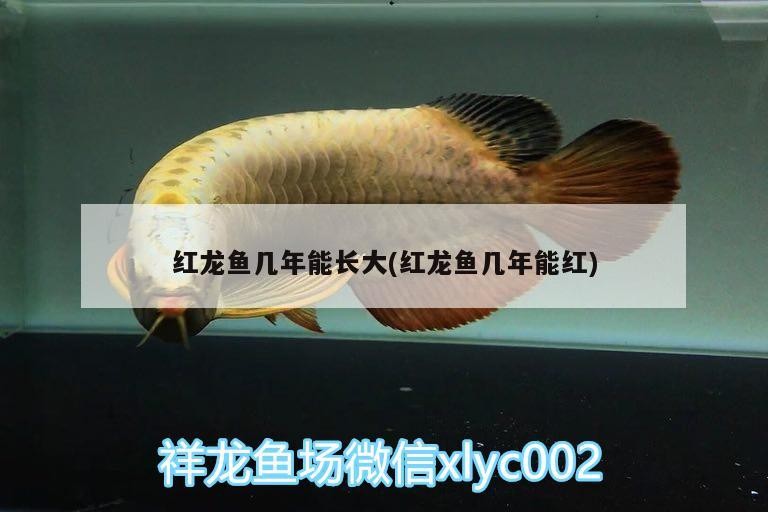 紅龍魚(yú)幾年能長(zhǎng)大(紅龍魚(yú)幾年能紅)
