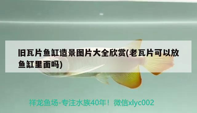 舊瓦片魚缸造景圖片大全欣賞(老瓦片可以放魚缸里面嗎)
