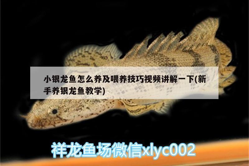 小銀龍魚怎么養及喂養技巧視頻講解一下(新手養銀龍魚教學)