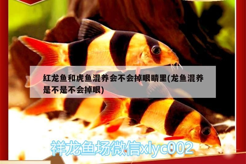 紅龍魚和虎魚混養會不會掉眼睛里(龍魚混養是不是不會掉眼)