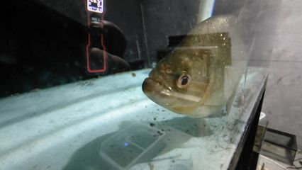 虎魚貼吧百度貼吧：虎魚貼吧搜索結果