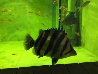 虎魚貼吧百度貼吧：虎魚貼吧搜索結果