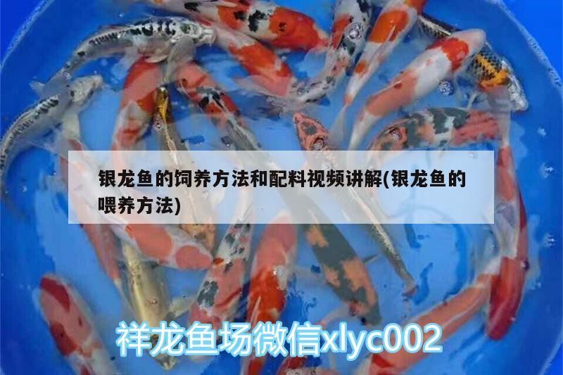 銀龍魚的飼養方法和配料視頻講解(銀龍魚的喂養方法) 銀龍魚的飼養方法和配料視頻講解(銀龍魚的喂養方法) 銀龍魚百科
