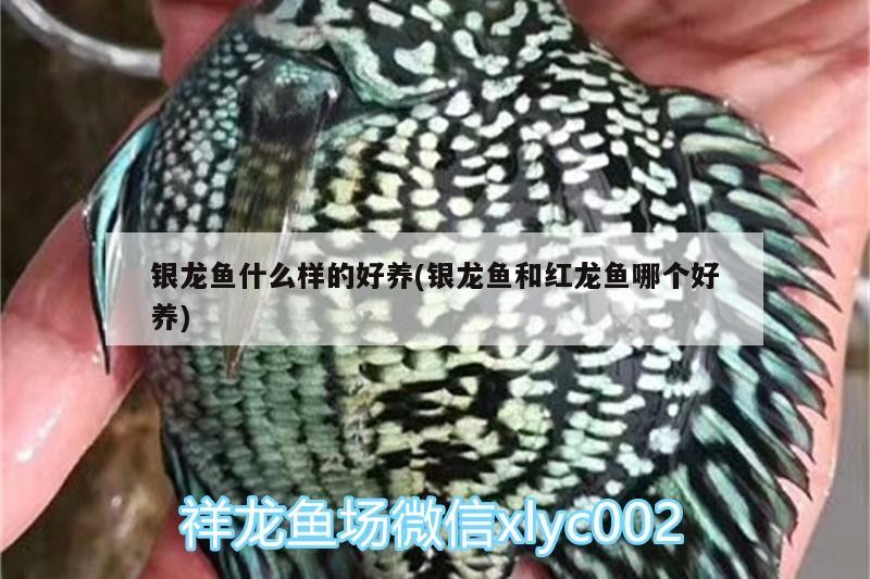 銀龍魚什么樣的好養(銀龍魚和紅龍魚哪個好養)