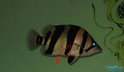 虎魚不黑 紋路透明：為什么虎魚的紋路不黑，而是透明的？