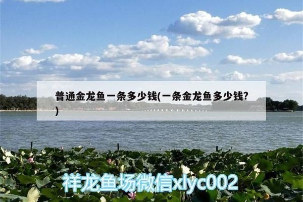 一條金龍魚價格表 一條金龍魚價格表 龍魚百科 第2張