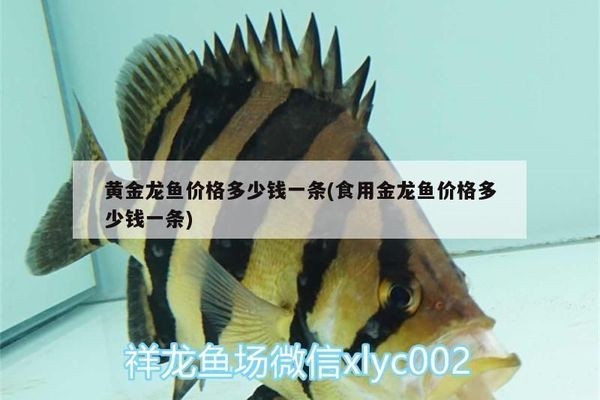 一條金龍魚價格表 一條金龍魚價格表 龍魚百科 第3張