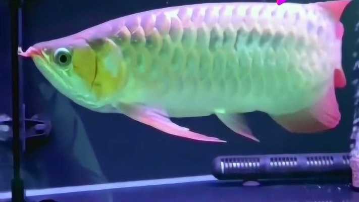 林芝紅龍魚價格2688貴嗎？