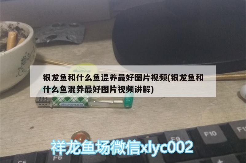 銀龍魚和什么魚混養(yǎng)最好圖片視頻(銀龍魚和什么魚混養(yǎng)最好圖片視頻講解) 銀龍魚和什么魚混養(yǎng)最好圖片視頻(銀龍魚和什么魚混養(yǎng)最好圖片視頻講解) 銀龍魚百科