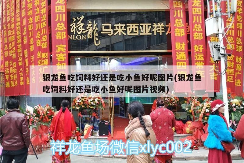 銀龍魚(yú)吃飼料好還是吃小魚(yú)好呢圖片(銀龍魚(yú)吃飼料好還是吃小魚(yú)好呢圖片視頻)