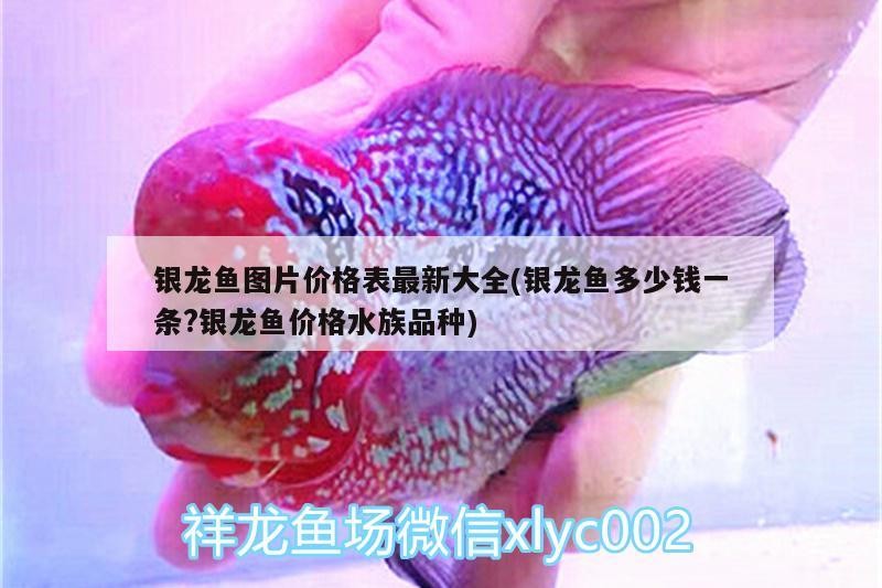 銀龍魚圖片價格表最新大全(銀龍魚多少錢一條?銀龍魚價格水族品種)