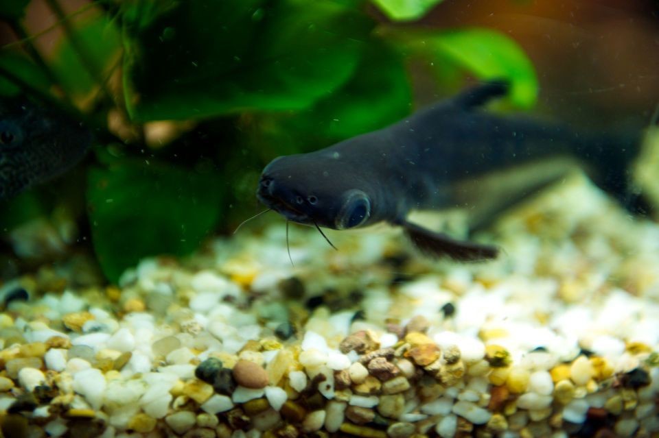 觀賞魚虎鯊吃不吃別的魚：觀賞魚虎鯊是一種雜食性的魚類嗎？