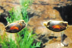 觀賞魚虎鯊吃不吃別的魚：觀賞魚虎鯊是一種雜食性的魚類嗎？