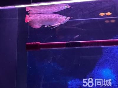 金龍魚貴還是紅龍魚貴啊：金龍魚和紅龍魚的價格差異