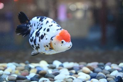 世界金魚大賽冠軍 世界金魚大賽冠軍 龍魚百科 第5張