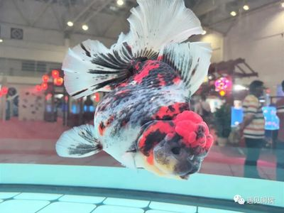 世界金魚大賽冠軍 世界金魚大賽冠軍 龍魚百科 第2張