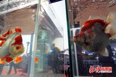 世界金魚大賽冠軍 世界金魚大賽冠軍 龍魚百科 第6張