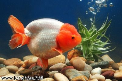 世界金魚大賽冠軍 世界金魚大賽冠軍 龍魚百科 第3張