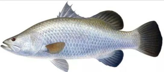魟魚怕不怕鹽：魟魚可以適量下鹽，但需要注意的是，