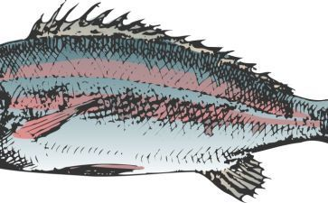 魟魚怕不怕鹽：魟魚可以適量下鹽，但需要注意的是，