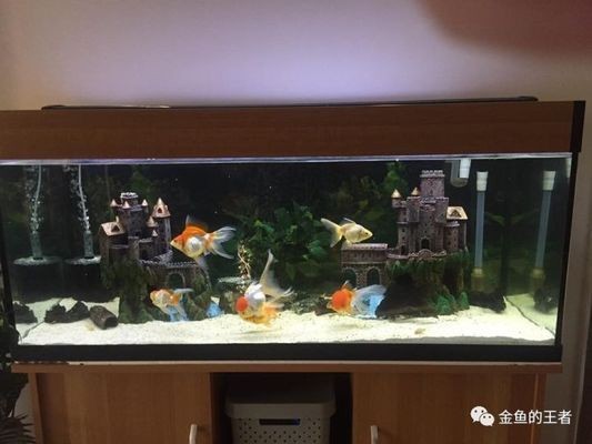 帶底沙的魚缸養(yǎng)什么魚：帶底沙的魚缸養(yǎng)什么魚，帶底沙的魚缸養(yǎng)什么魚時需要綜合考慮