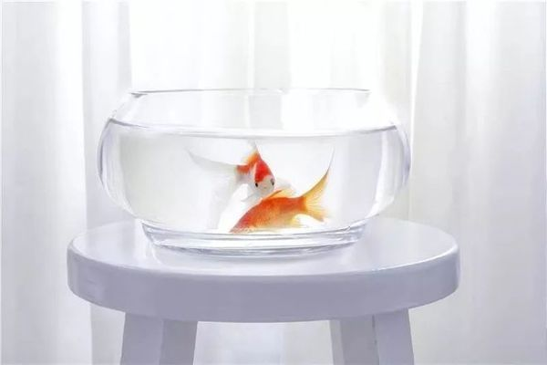 帶底沙的魚缸養(yǎng)什么魚：帶底沙的魚缸養(yǎng)什么魚，帶底沙的魚缸養(yǎng)什么魚時需要綜合考慮
