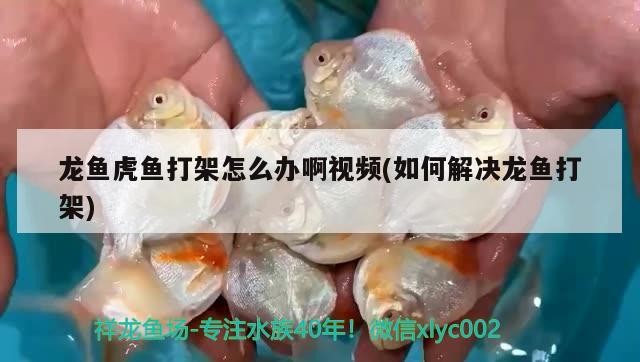 魚缸過濾器選購指南:自制魚缸過濾器魚缸上置過濾器對于養魚愛好者的必備知識 龍魚虎魚打架怎么辦啊視頻(如何解決龍魚打架) 虎魚百科 龍魚虎魚打架怎么辦啊視頻(如何解決龍魚打架) 龍魚虎魚打架怎么辦啊視頻(如何解決龍魚打架) 虎魚百科