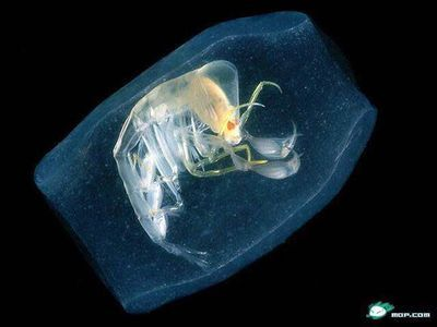 大魚(yú)缸漏水怎么補(bǔ)救好：大魚(yú)缸漏水怎么辦