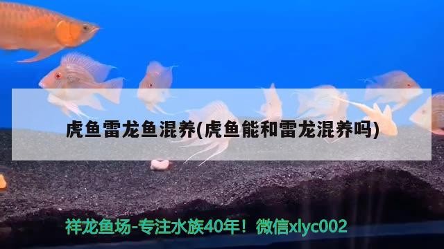 虎魚雷龍魚混養(虎魚能和雷龍混養嗎)