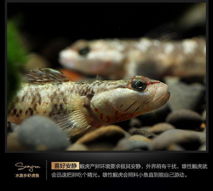 白面蝦虎魚是冷水魚嗎：白面蝦虎魚是冷水魚的一種