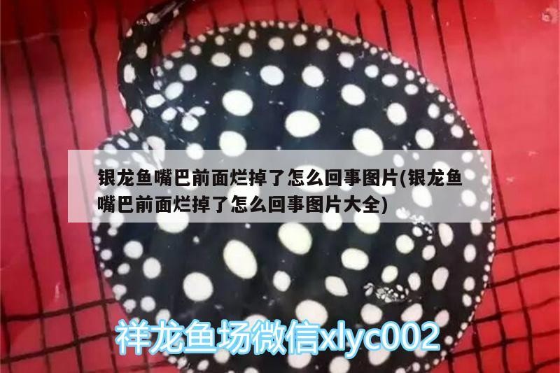銀龍魚嘴巴前面爛掉了怎么回事圖片(銀龍魚嘴巴前面爛掉了怎么回事圖片大全)