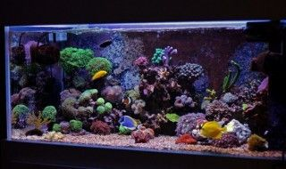 家里可以掛紅龍魚的畫嗎：客廳掛紅龍魚畫風(fēng)水禁忌有哪些紅龍魚畫與家居裝飾搭配