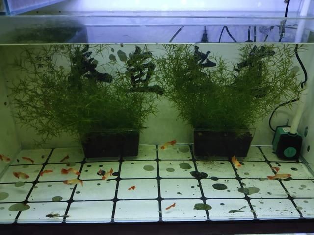 1.1米魚缸裝多少魚苗:1.1米的魚缸裝多少魚苗 魚缸百科 第2張 1.1米魚缸裝多少魚苗:1.1米的魚缸裝多少魚苗 1.1米魚缸裝多少魚苗:1.1米的魚缸裝多少魚苗 魚缸百科 第2張