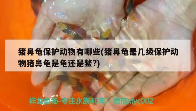 如何獲取和平精英金龍皮膚,和平精英金龍皮膚怎么獲取 龍魚百科 第1張 如何獲取和平精英金龍皮膚,和平精英金龍皮膚怎么獲取 如何獲取和平精英金龍皮膚,和平精英金龍皮膚怎么獲取 龍魚百科 第1張