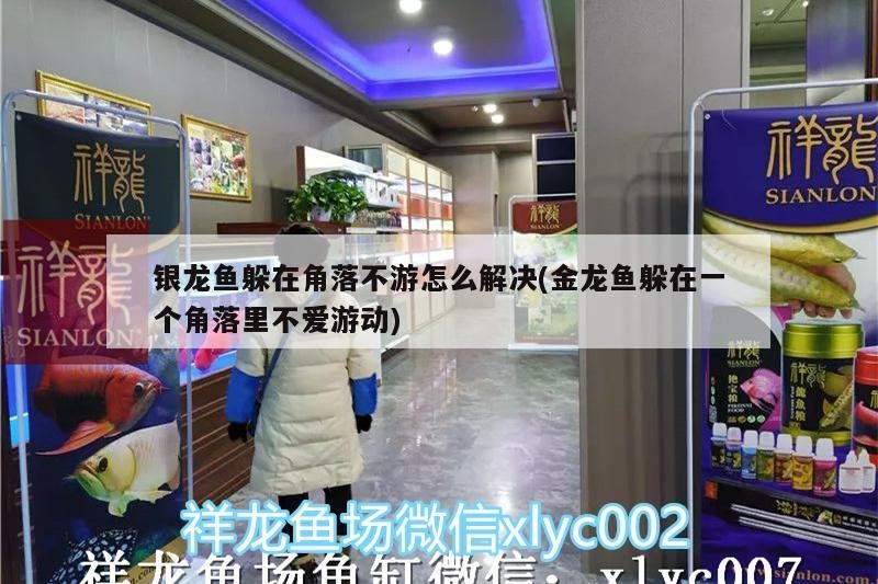 銀龍魚躲在角落不游怎么解決(金龍魚躲在一個(gè)角落里不愛游動(dòng))