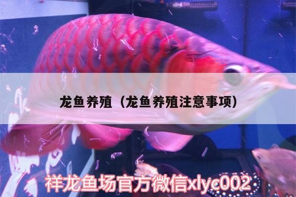龍魚養殖（龍魚養殖注意事項）