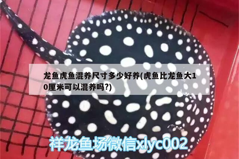 龍魚虎魚混養(yǎng)尺寸多少好養(yǎng)(虎魚比龍魚大10厘米可以混養(yǎng)嗎?)
