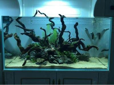 暗黑魚缸造景圖：暗黑風(fēng)格魚缸造景的基本步驟