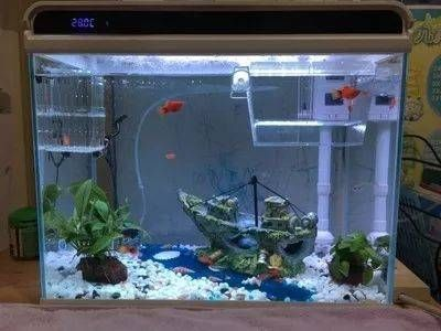 大魚缸可以不換水嗎視頻：大魚缸可以長時間不換水嗎？
