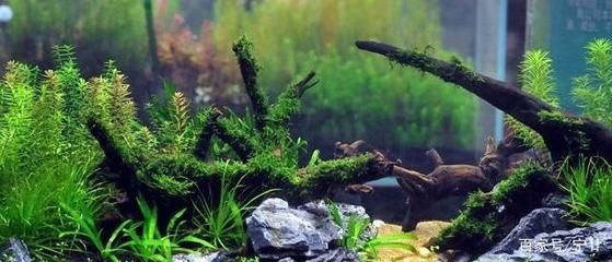 徹底清洗魚缸的小妙招視頻：如何清洗魚缸，魚缸清洗小妙招