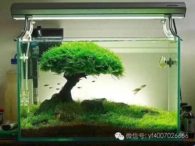 徹底清洗魚缸的小妙招視頻：如何清洗魚缸，魚缸清洗小妙招