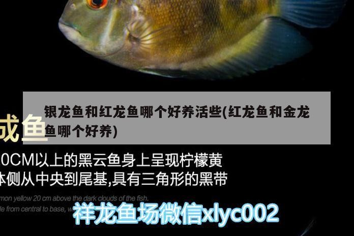 銀龍魚和紅龍魚哪個好養活些(紅龍魚和金龍魚哪個好養)