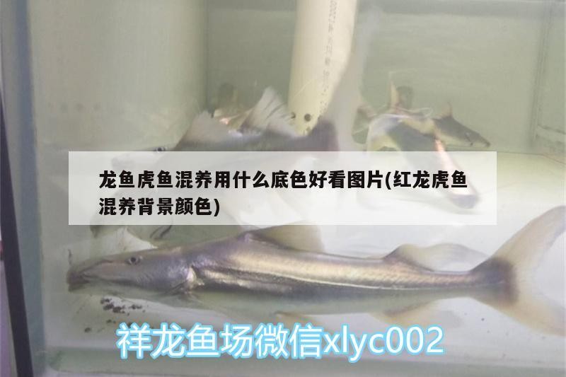 龍魚虎魚混養用什么底色好看圖片(紅龍虎魚混養背景顏色)