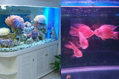 愛輝區鑫都水族館（愛輝區鑫都水族館電話）