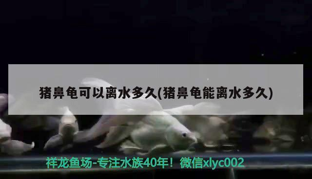 豬鼻龜可以離水多久(豬鼻龜能離水多久)