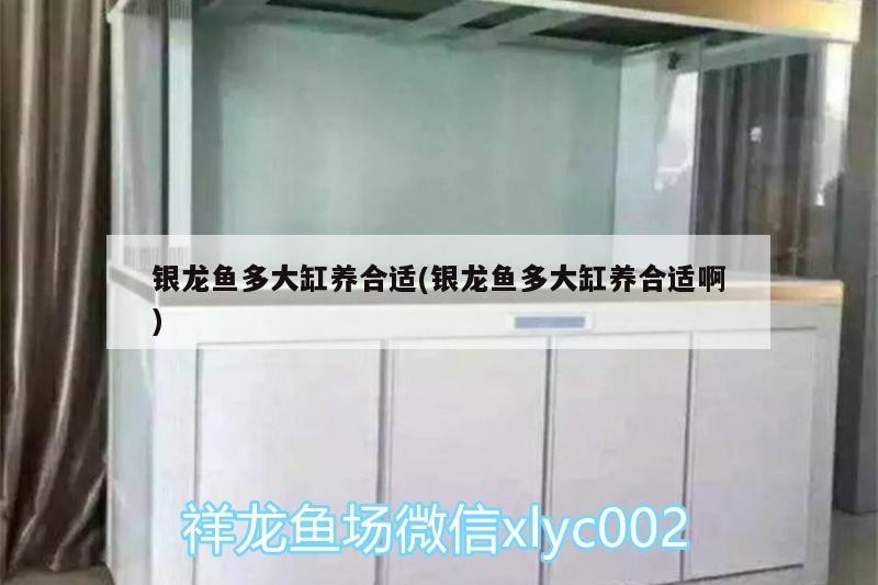 銀龍魚多大缸養合適(銀龍魚多大缸養合適啊) 銀龍魚多大缸養合適(銀龍魚多大缸養合適啊) 銀龍魚百科