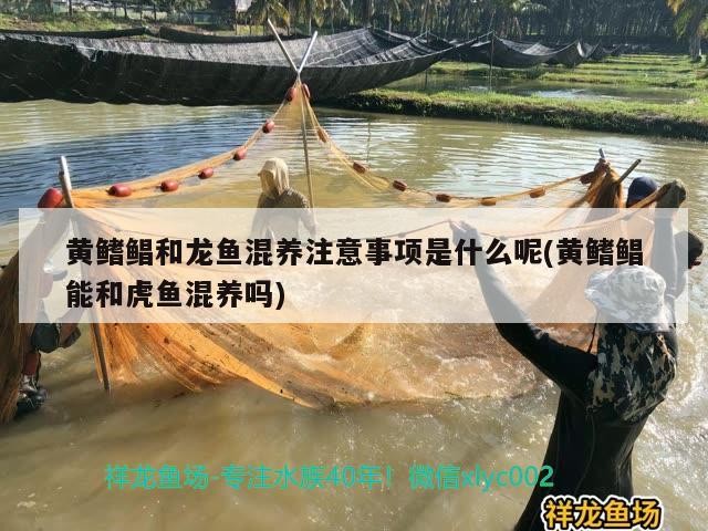 黃鰭鯧和龍魚混養注意事項是什么呢(黃鰭鯧能和虎魚混養嗎)